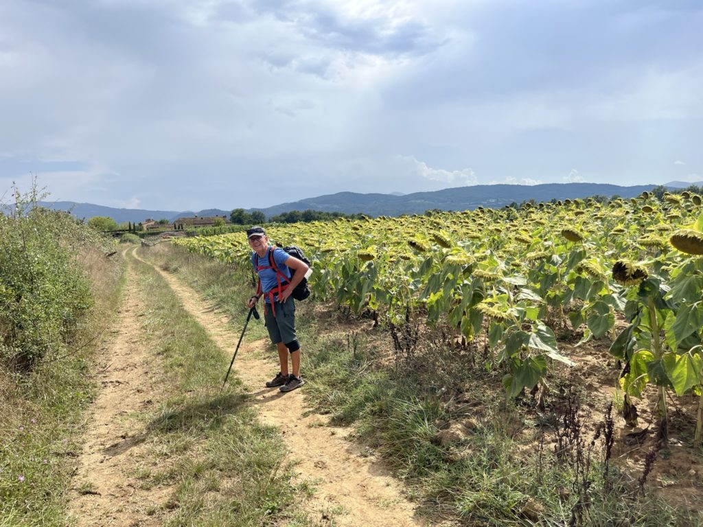 Ger loopt op een zandpad in een zonnebloemenveld. Hij leunt op zijn wandelstok.