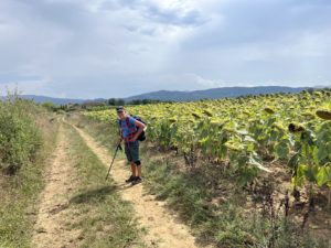 Ger loopt op een zandpad in een zonnebloemenveld. Hij leunt op zijn wandelstok. 